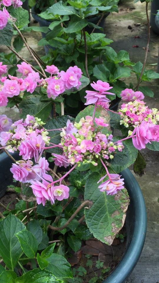 台灣花鳥園窗簾案例推薦新竹竹北沐爾窗簾案例分享 4